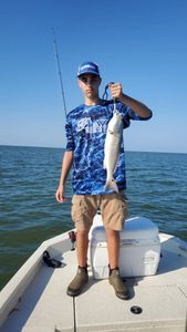 A lone redfish measuring 17 inches caught in Crystal River