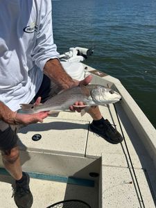 Redfish in Crystal River