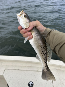 Nice catch jigging with light tackle in Crystal River today!