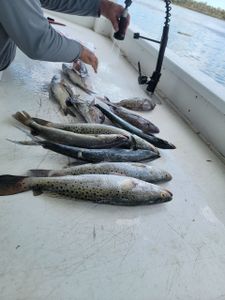 3 spotted weakfish caught in crystal river