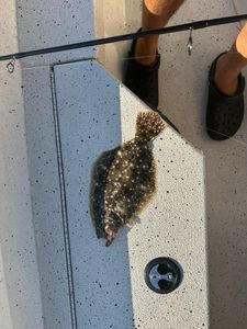 Summer flounder caught during a fishing and cruises trip in FL