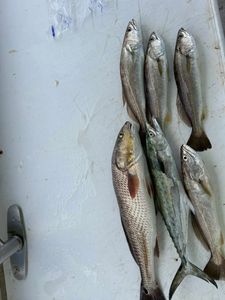4 fish caught on a fishing and cruises trip in FL