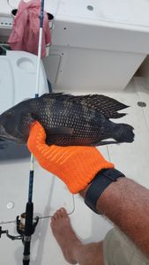 Warwick's deep-sea fishing treasures!