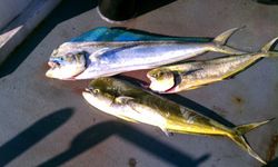 Reeling in Mahi Mahi
