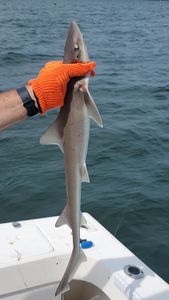 Two Atlantic Sharpnose Sharks at Warwick