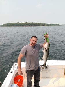 A bluefish measuring 19 inches caught while fishing in RI.
