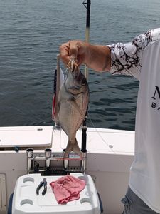 Fishing adventure in Warwick