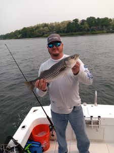 Striped bass caught by angler in RI