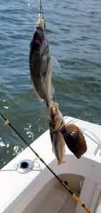 Two fish caught while fishing in RI