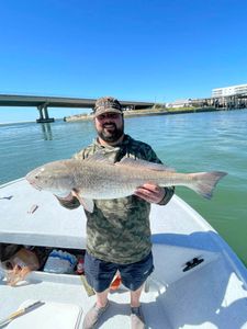 A single redfish, 34 inches long, caught while fishing in Orange Beach