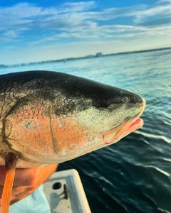 Large fish caught during fishing trip in Orange Beach AL showing detailed close-up view
