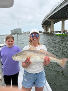 Redfish caught while fishing in Orange Beach AL
