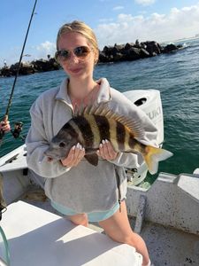 Sheepshead fish caught while fishing in Orange Beach AL