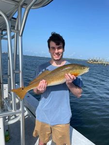 Redfish caught on fishing trip in Orange Beach