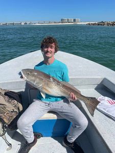 Redfish caught in Orange Beach