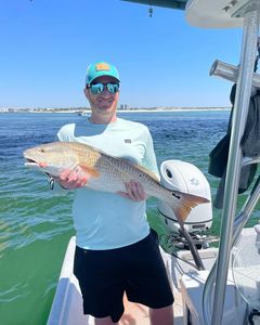 Redfish caught in Orange Beach