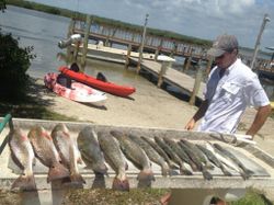 8 redfish caught at New Smyrna Beach