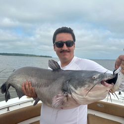 Photo of a blue catfish, 26 inches long, caught while fishing in VA