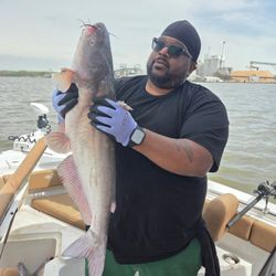 Photograph of a white catfish, 27 inches long, caught in Charles City