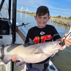 A white catfish caught in Charles City