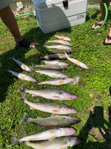 Fish-Species