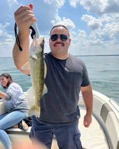 Majestic Walleye In Lake Erie 