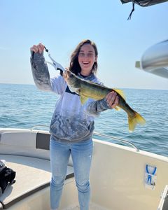 Erie's Walleye Majesty