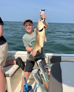Amazing Sheepshead Fight In Lake Erie