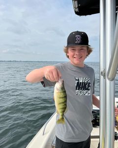 Yellow perch Delight In Lake Erie