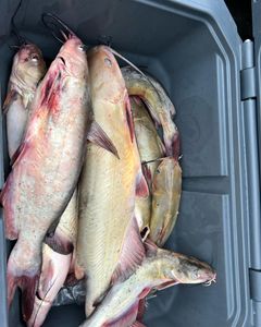 Lake Erie's Abundance