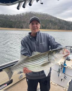 Massive Striper grab!