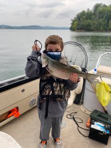 Bass dreams do come true in Cherokee Lake
