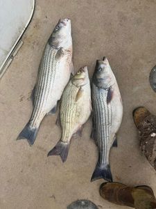 3 striped bass and wiper fish caught in Rutledge