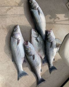 Stacked hybrid pile!