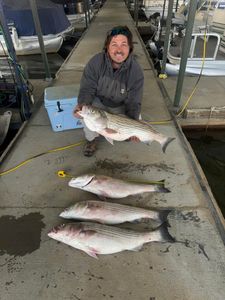 Striped bass and white bass caught on fishing trip in TN
