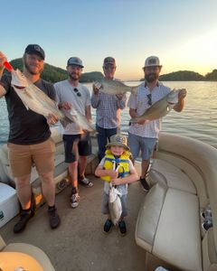 4 striped bass and wiper fish caught in TN
