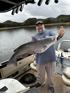 Blue catfish caught in TN