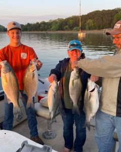 Five hybrid striped bass and striped bass caught during fishing at Rutledge