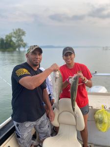 Two striped bass caught in TN