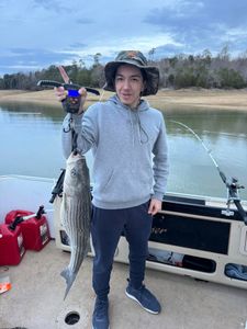 Striped bass caught while fishing in TN