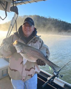 Striped bass caught while fishing in TN
