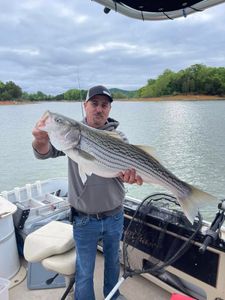 Striped bass caught by fisherman in Rutledge