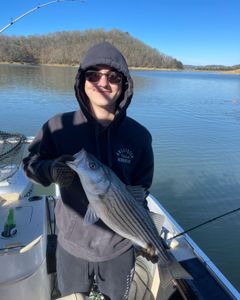 Striped bass caught by a fisherman in Rutledge