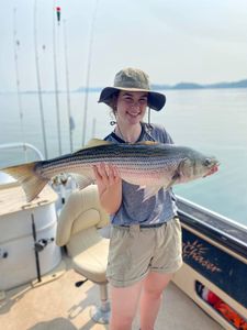 Striped bass caught in Rutledge