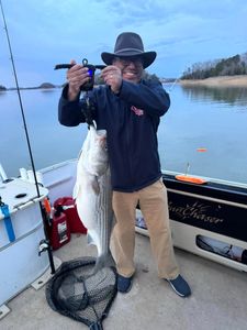 Striped bass caught in Rutledge