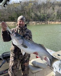 Striped bass caught in TN