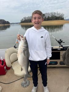 Striped bass caught while fishing in TN