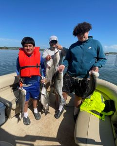 Anglers with 4 striped bass and wiper fish caught in Tennessee