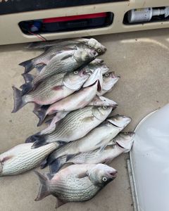 4 wiper (hybrid striped bass) fish caught in TN