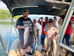 Three striped bass caught by four people fishing in Rutledge